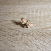 Pin_Abeja