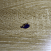Pin_Ballena