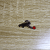 Pin_Niña