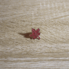 Pin_Hoja_De_Maple