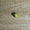 Pin_Piña1